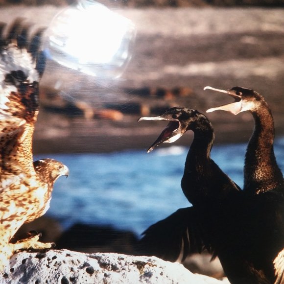 Galapagos Confrontation Framed Photo Numbered, Vintage Professional Photography - Picture 3 of 6